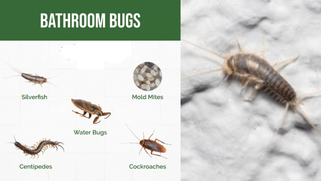 Toilet Insect Can Bugs In The Bathroom Get In Through Bathroom Fans? - perfectinghome ...