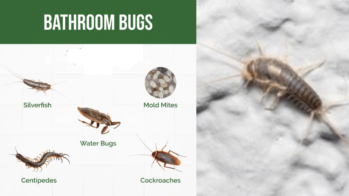 Bugs In The Bathroom